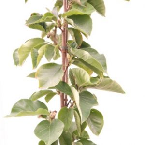 magnolia soulangeana elizabeth online