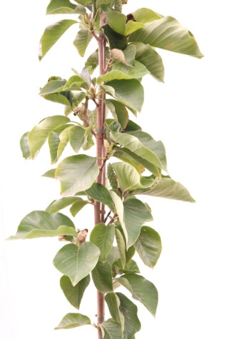 magnolia soulangeana elizabeth online