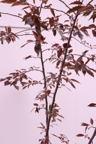 Malus 'Royal Raindrops'