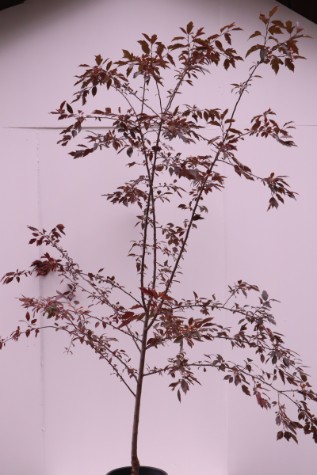 malus royal raindrops australia