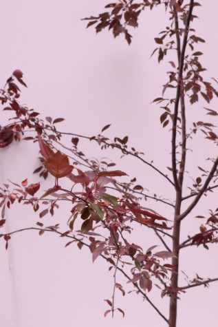 buy malus royal raindrops online