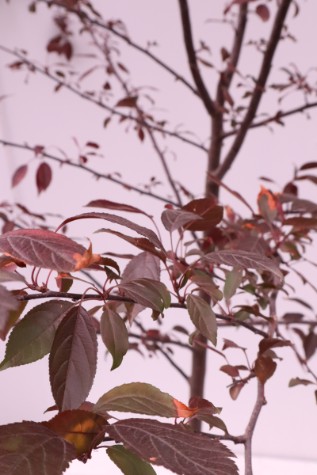 malus royal raindrops for sale