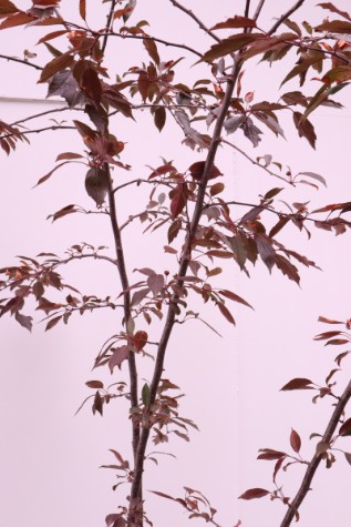 malus royal raindrops