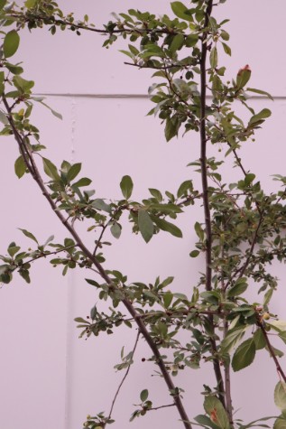 malus floribunda for sale