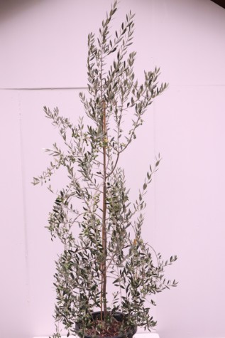 Olea 'Correggiola'