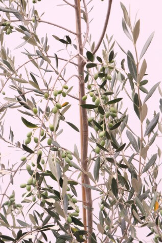 buy olea correggiola