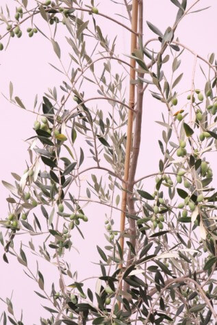 olea correggiola australia