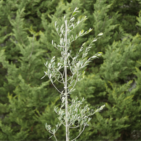 Evergreen Trees Flowers