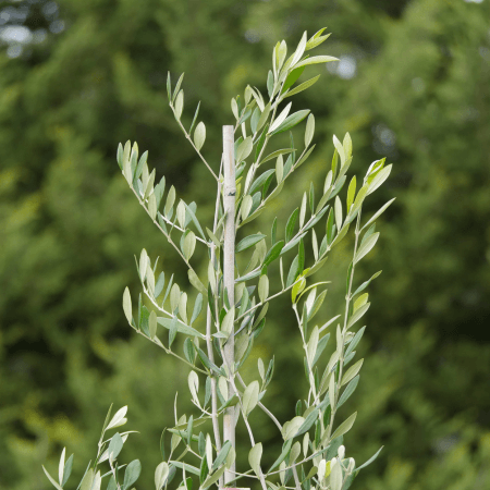Evergreen Trees Flowers