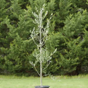 Evergreen Trees Flowers