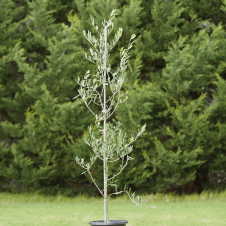 Evergreen Trees Flowers