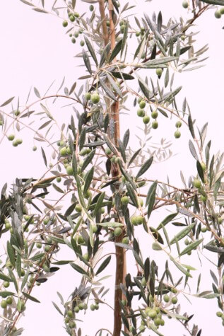 olea manzanillo plant