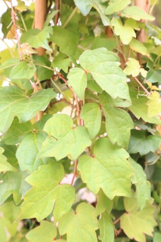 boston ivy parthenocissus tricuspidata