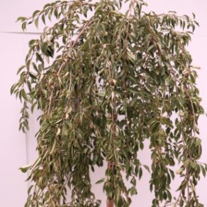 prunus pendula pink showers