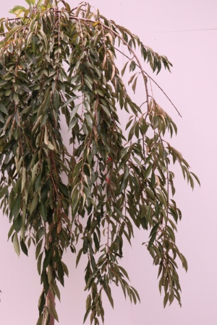 evergreen prunus pendula pink showers