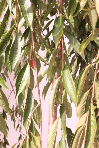 prunus pendula white weeping cherry