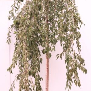 prunus pendula snofozam