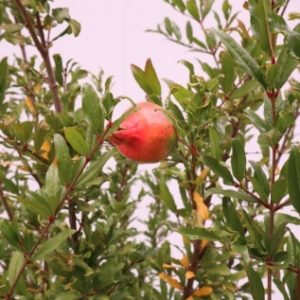 punica granathum mollar de elche pomegranate