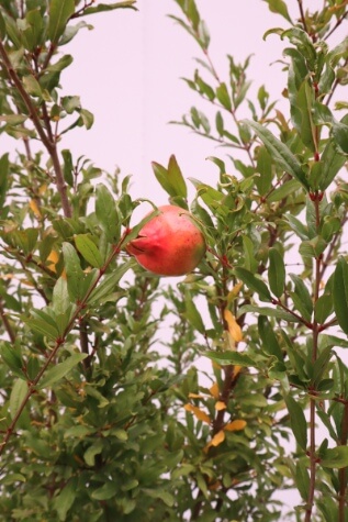 punica granathum mollar de elche pomegranate