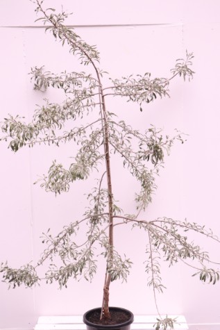 pyrus salicfolia for sale