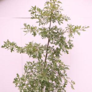 quercus palustris australia