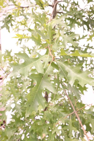 quercus palustris
