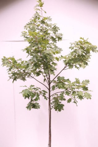 evergreen quercus rubra