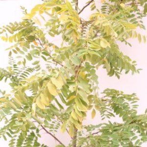 robinia frisia