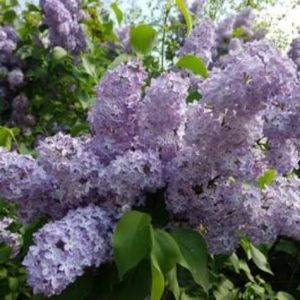 syringa vulgaris katherine havemeyer'