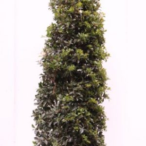 syzygium australe select