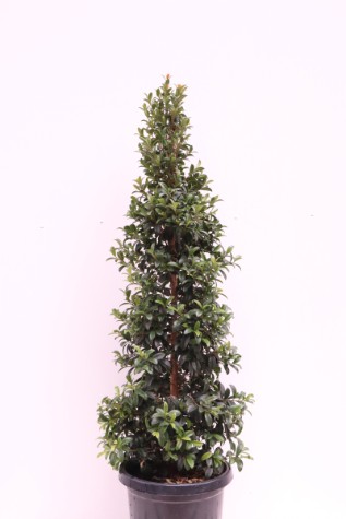 evergreen syzygium australe straight and narrow