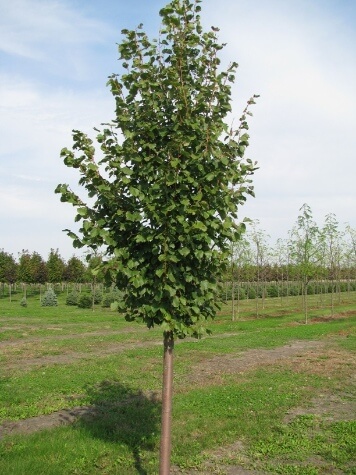 tilia cordata greenspire