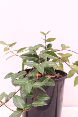 trachelospermum asiaticum melbourne