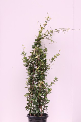 trachelospermum jasminoides melbourne