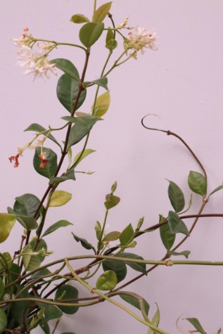 trachelospermum jasminoides plant