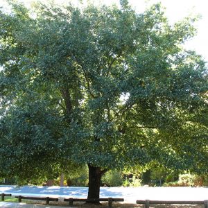 Ulmus-Parvifolia-Kilby-Wholesale-Tree-Farm