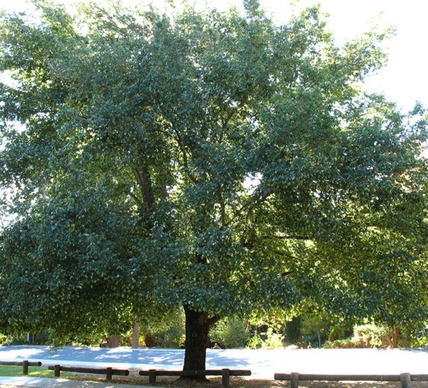 Ulmus-Parvifolia-Kilby-Wholesale-Tree-Farm