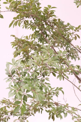 ulmus parvifolia 'burnley select' for sale