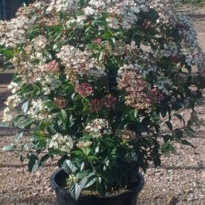 viburnum tinus 'anvi'