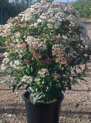 viburnum tinus 'anvi'