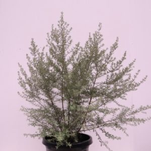 Westringia 'Wynyabbie Gem'