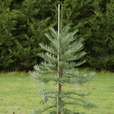 Evergreen Trees Melbourne