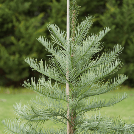 Evergreen Trees Melbourne