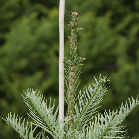 Evergreen Trees Melbourne