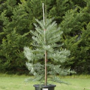 Evergreen Trees Melbourne