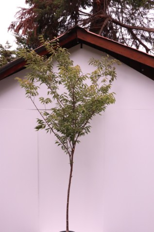 zelcova serrata 'green vase'