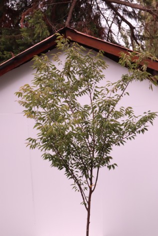 zelkova serrata tree