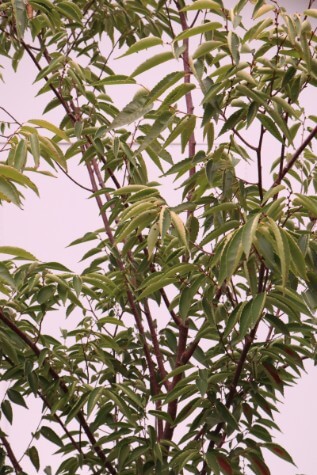 zelkova serrata plant