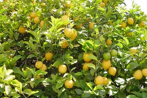 Citrus Plants Melbourne