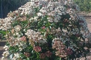 Shrub Plants Melbourne